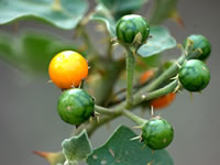 Solanum xanthocarpum